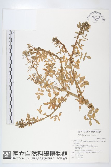 水芥菜、豆瓣菜、無心菜、水甕菜藏品圖，第1張