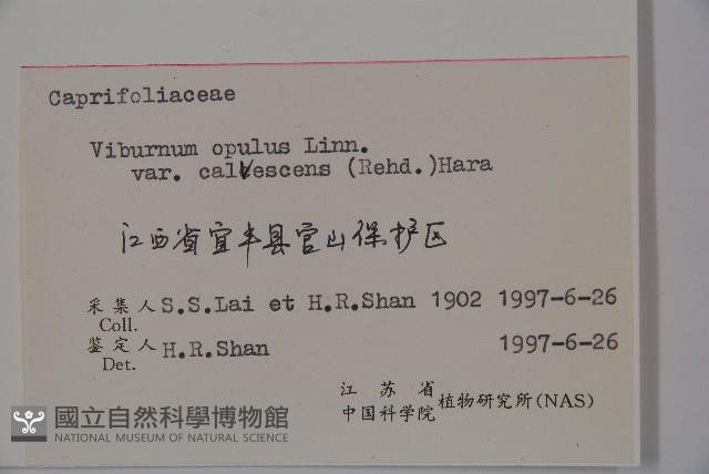 雞樹條莢迷藏品圖，第2張