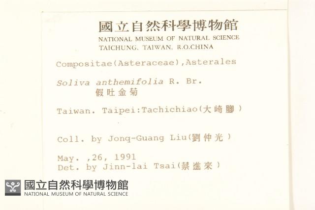 假吐金菊藏品圖，第2張