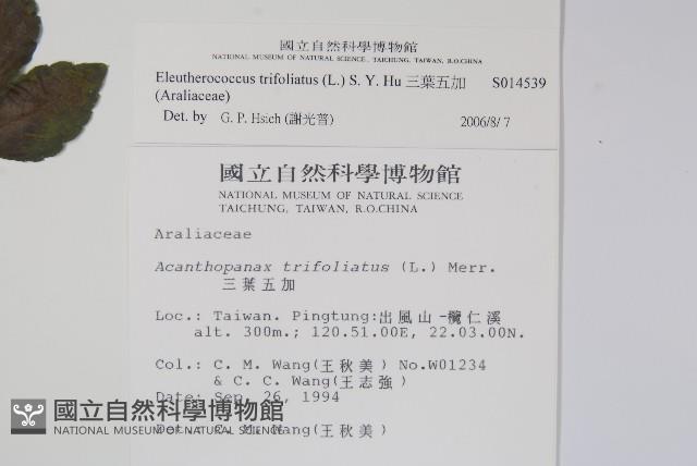 三葉五加藏品圖，第2張