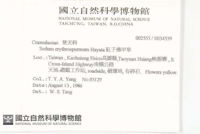 紅子佛甲草藏品圖，第2張