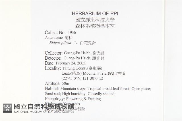 白花鬼針藏品圖，第2張