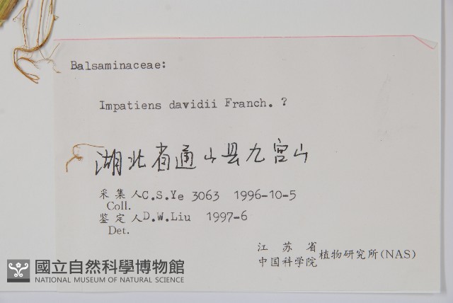 牯嶺鳳仙花藏品圖，第2張