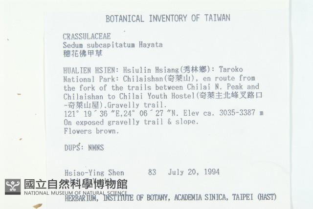 穗花佛甲草藏品圖，第2張