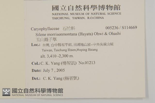 玉山蠅子草藏品圖，第2張