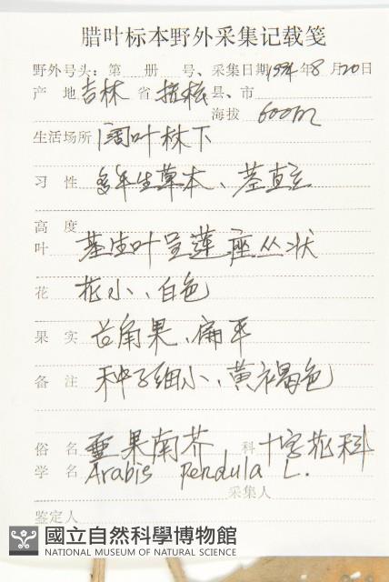 垂果南芥菜藏品圖，第2張