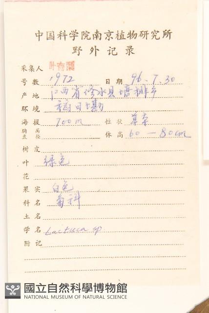 苦滇菜、苦菜藏品圖，第2張