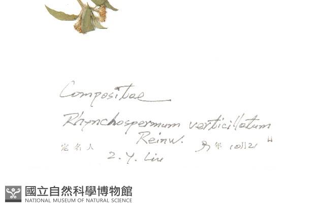 秋分草藏品圖，第2張