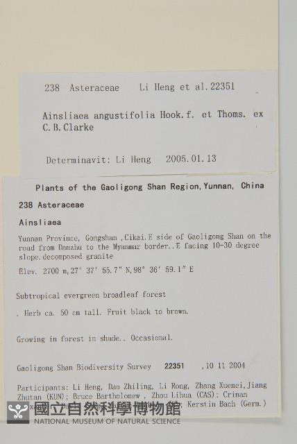 狹葉兔兒風藏品圖，第2張