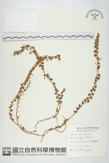 土丁桂藏品圖，第1張