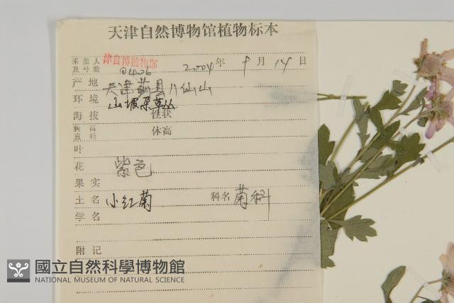 小紅菊藏品圖，第2張