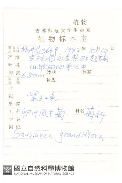 卵葉鳳毛菊藏品圖，第2張