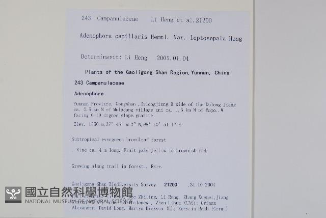 細萼沙參藏品圖，第2張