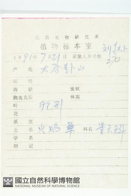 火焰草藏品圖，第2張