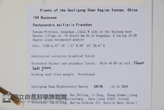 三角咪草藏品圖，第2張