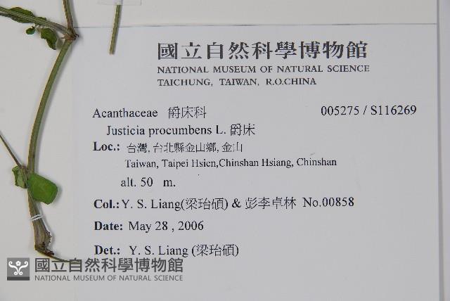 爵床藏品圖，第2張