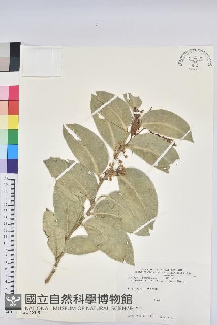 鐵色藏品圖，第1張