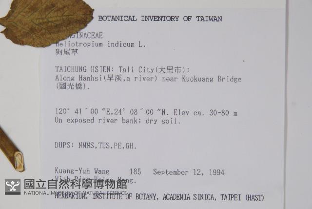 狗尾草藏品圖，第2張