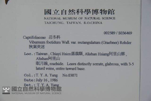 狹葉莢迷藏品圖，第2張