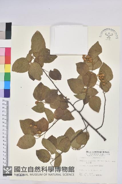 扛香藤藏品圖，第1張