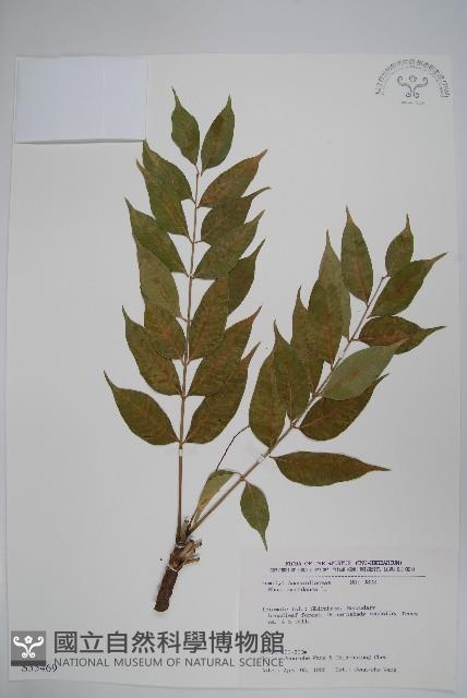 木蠟樹、山漆藏品圖，第1張