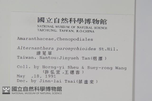 匙葉蓮子草藏品圖，第2張