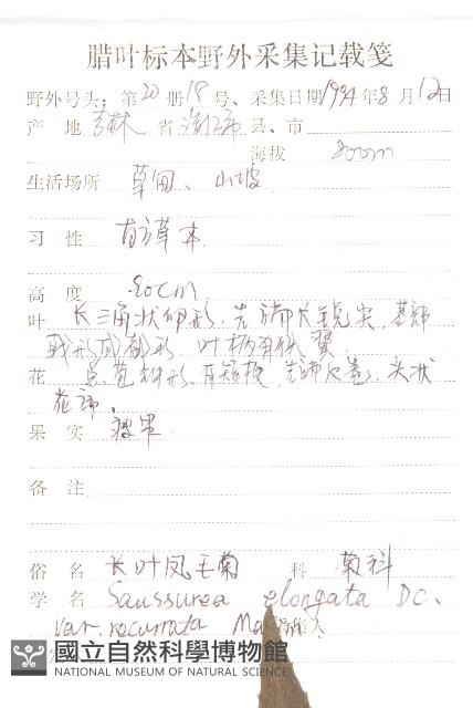 長葉鳳毛菊藏品圖，第2張