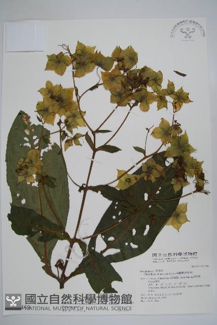 假酸漿藏品圖，第1張