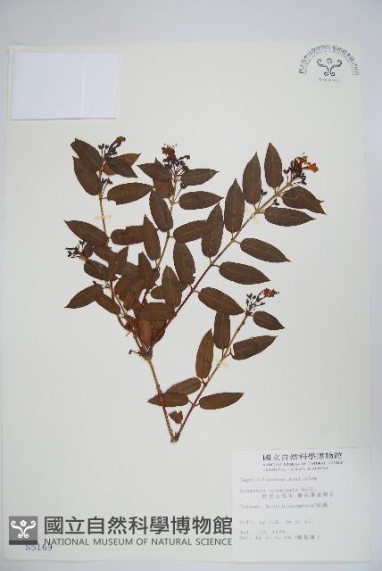 阿里山忍冬、漸尖葉忍冬藏品圖，第1張