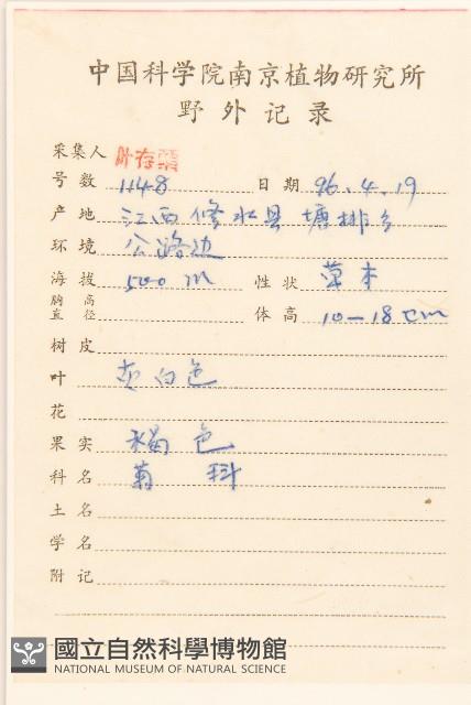 匙葉鼠麴草藏品圖，第2張