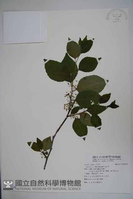 草野氏冬青藏品圖，第1張