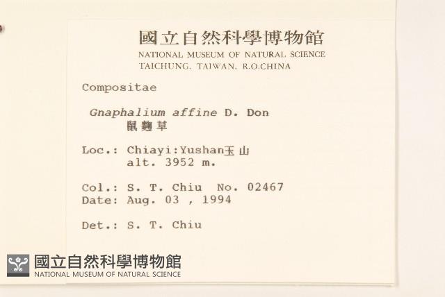 鼠麴草藏品圖，第2張