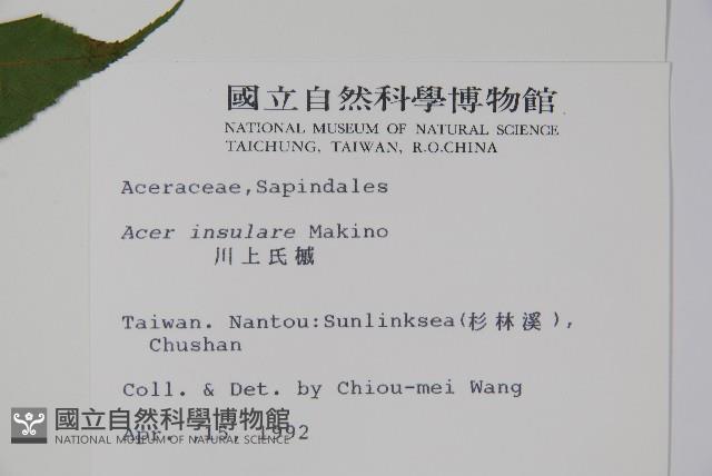 大屯尖葉槭, 川上氏槭藏品圖，第2張