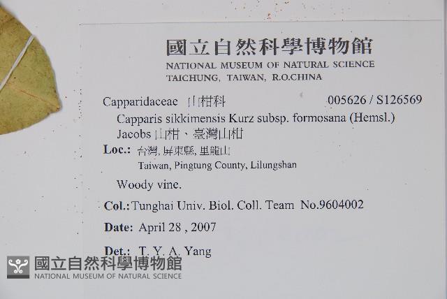 山柑、臺灣山柑藏品圖，第2張