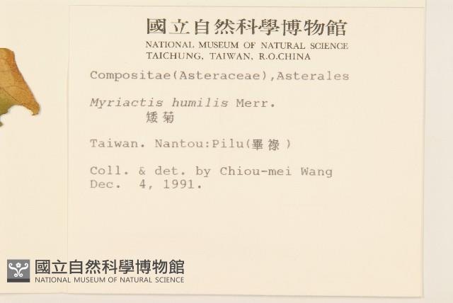 矮菊藏品圖，第2張