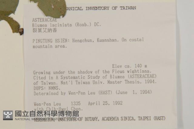 裂葉艾納香藏品圖，第2張