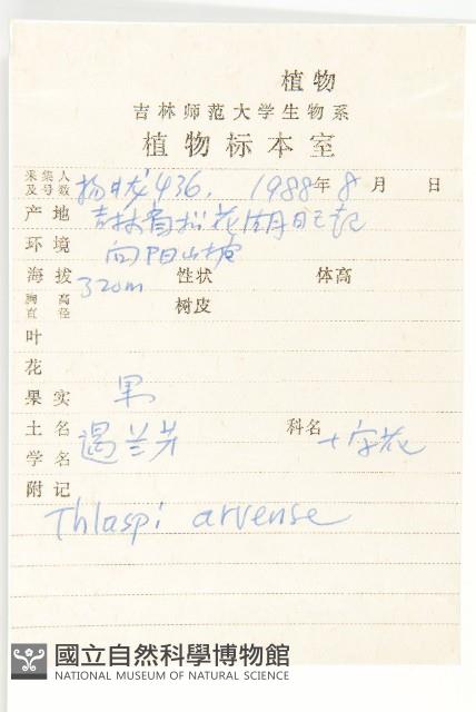 凹果菥蓂、遏藍菜藏品圖，第2張