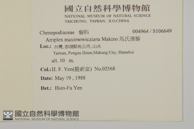 馬氏濱藜藏品圖，第2張