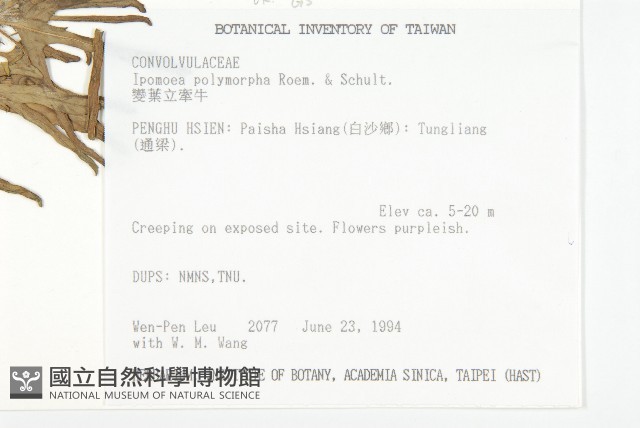 變葉立牽牛藏品圖，第2張