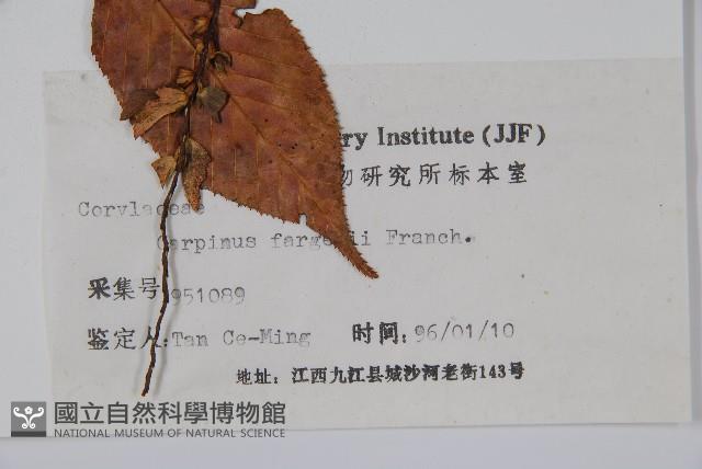 大穗鵝耳櫪藏品圖，第2張