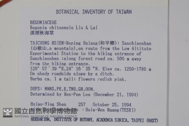 溪頭秋海棠藏品圖，第2張