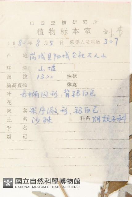 小葉胡頹子藏品圖，第2張