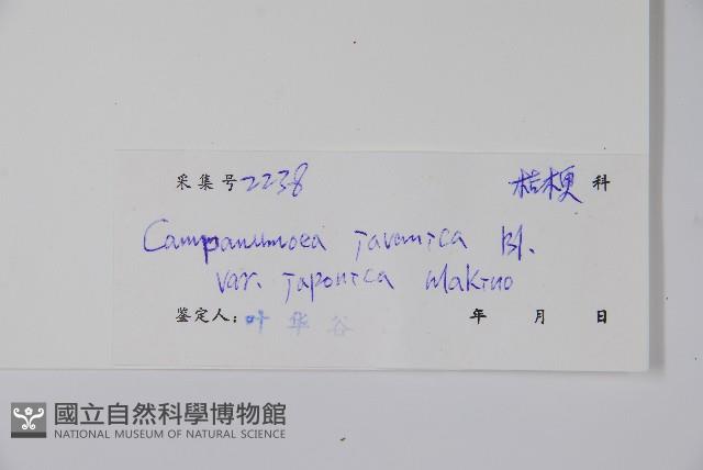 金錢豹藏品圖，第2張