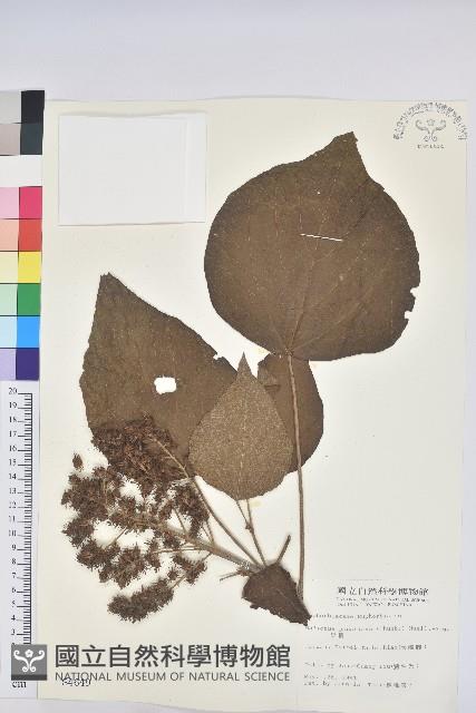 野桐藏品圖，第1張