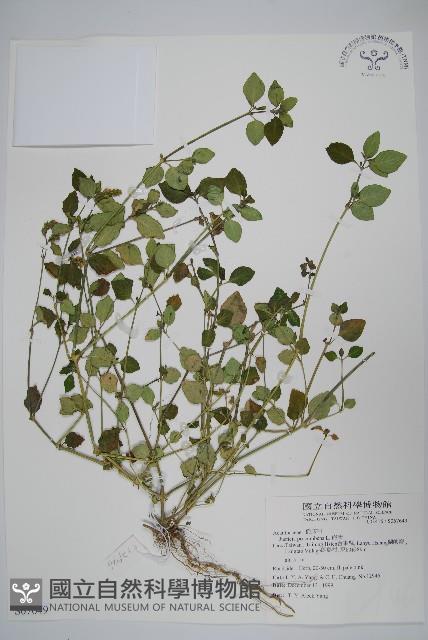 爵床藏品圖，第1張