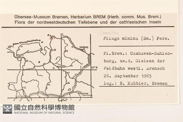 纖細絮菊藏品圖，第2張