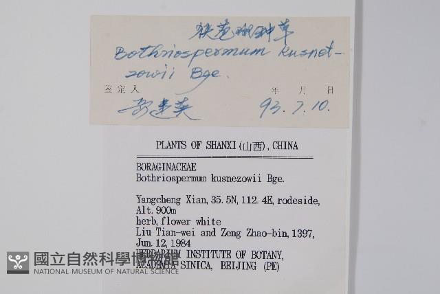 狹苞斑種草藏品圖，第2張