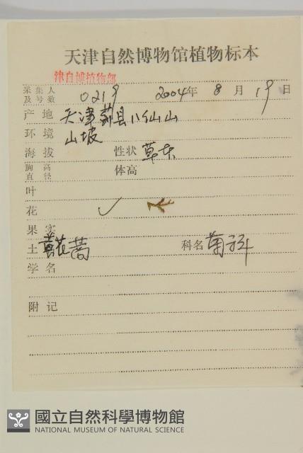 黃花蒿藏品圖，第2張