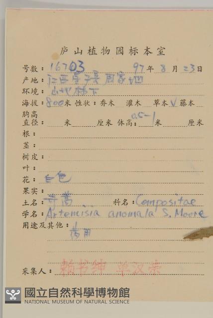 珍珠蒿、奇蒿藏品圖，第2張