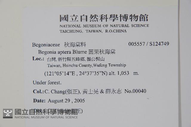 圓果秋海棠藏品圖，第2張